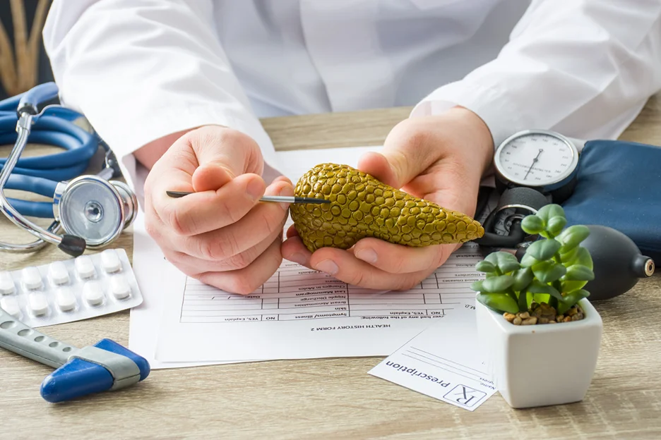 a doctor shows pancreas gland anatomy to his patient