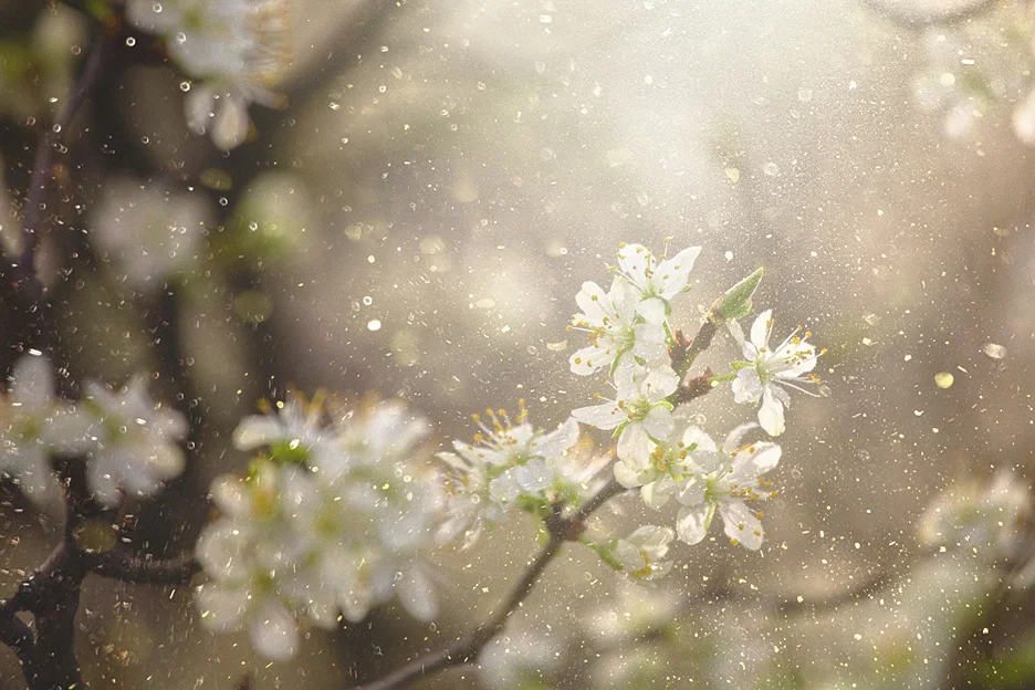 flower pollen